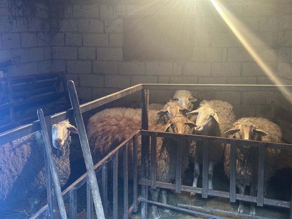 Продам котных баранов.