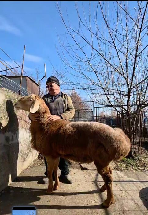 Qo‘y arashan qirg‘iz 2 yosh