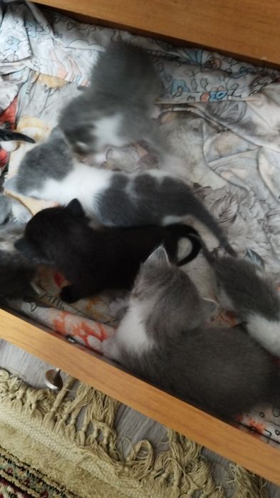 Отдам котят бесплатно
