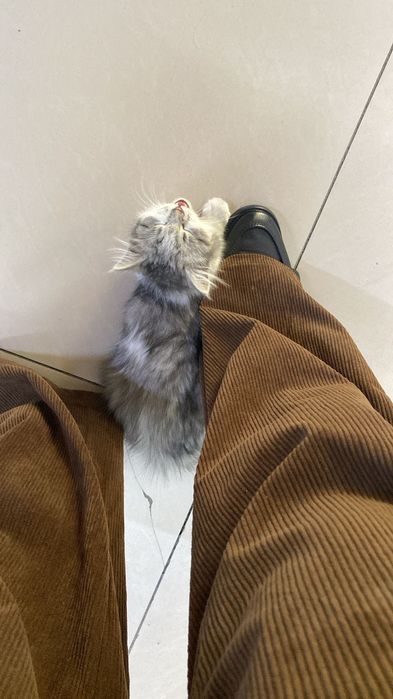 Отдам котенка в добрые руки