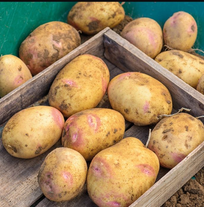 Дачный картофель