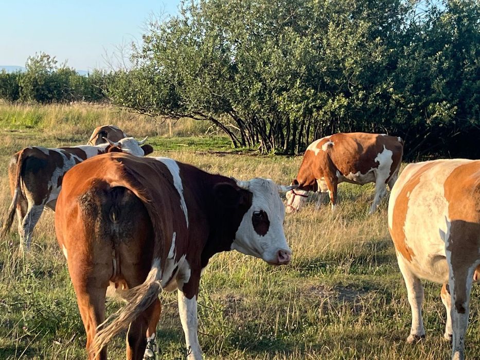 Vând  25 vaci- Balțată Româneasca