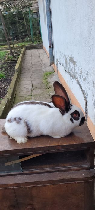 Зайци немска пеперуда