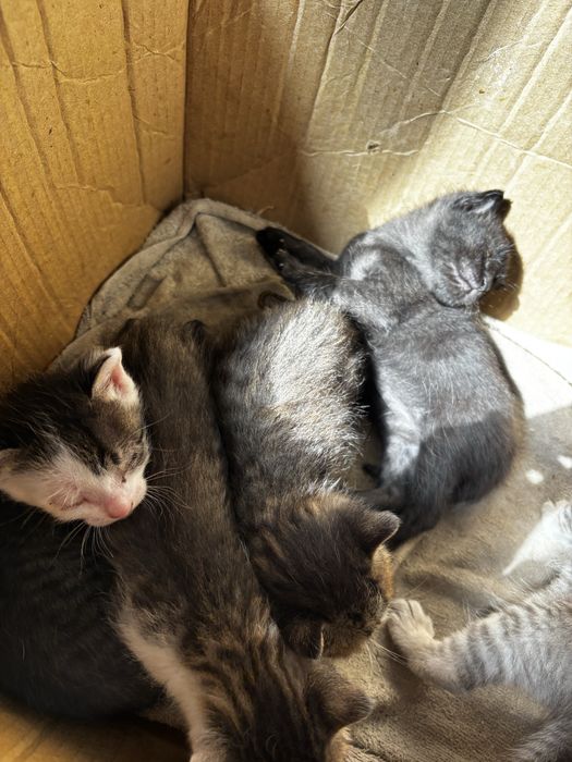 5- пятеро милых котят