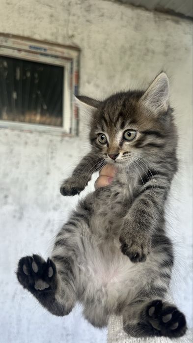 Котенки в добрые руки