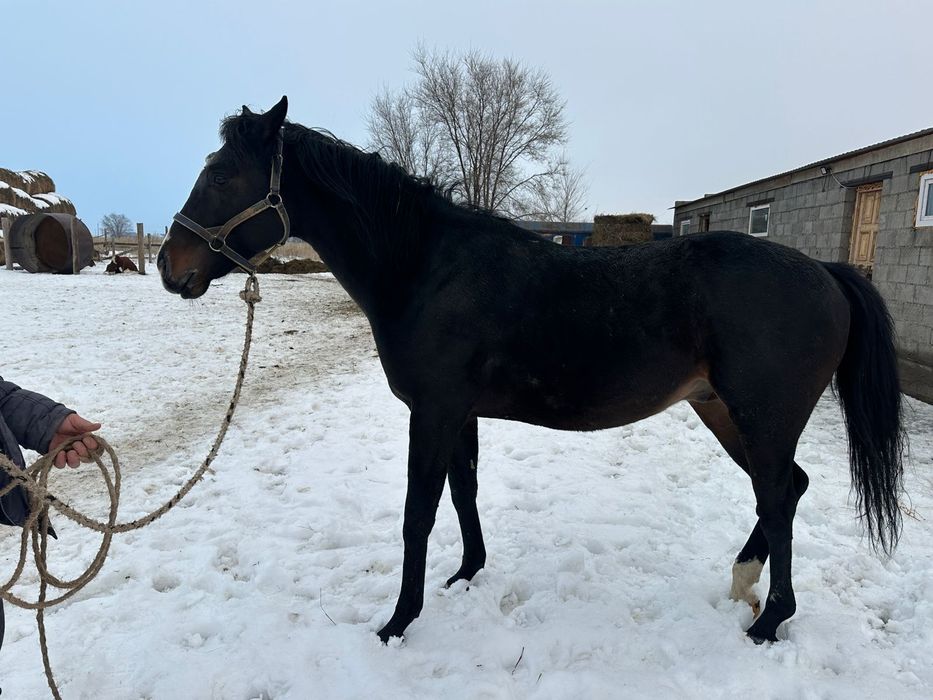 Продается чистокровный жеребец