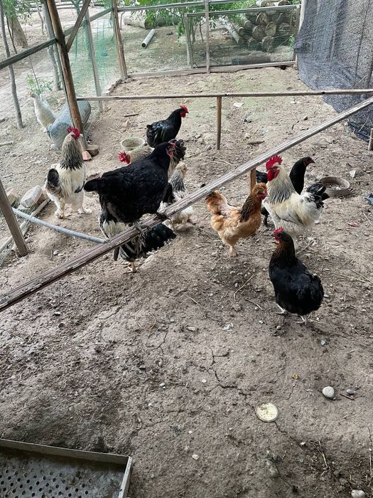 Tovuq va xôrozlar sotiladi