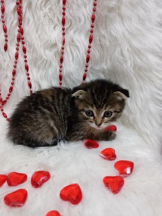 Продам шотландских девочек