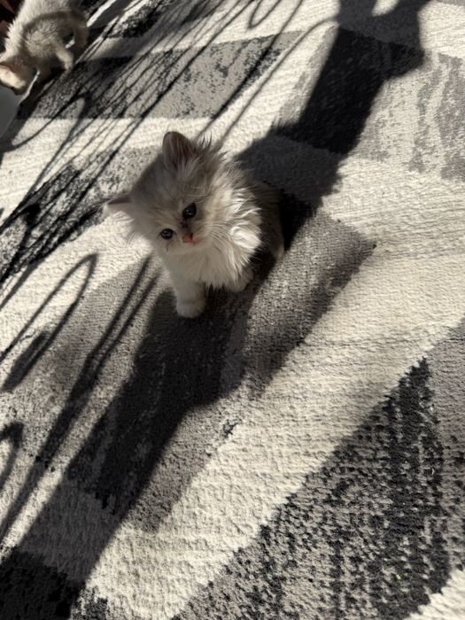 Котята породистые шиншилы