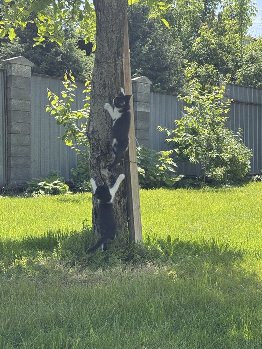 Котята бесплатно