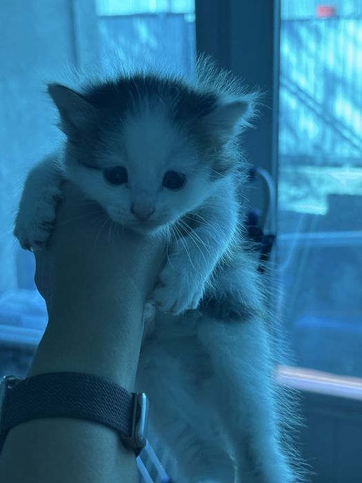 Отдам котят в хорошое руки
