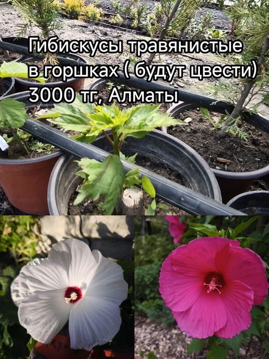 Ель, барбарис, гибискус,пихта