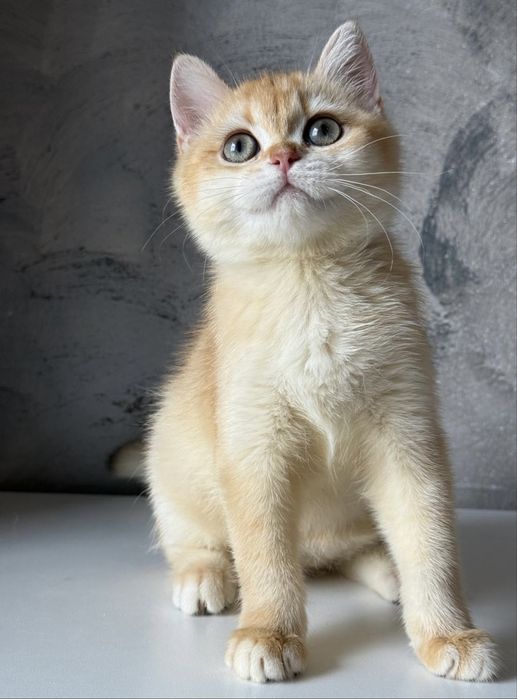 Fetita british shorthair golden chinchilla 3,5 luni. Pedigree WCF