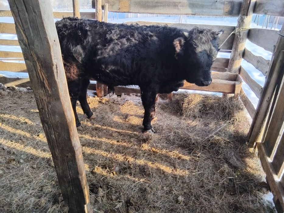 Продам корова с теленком