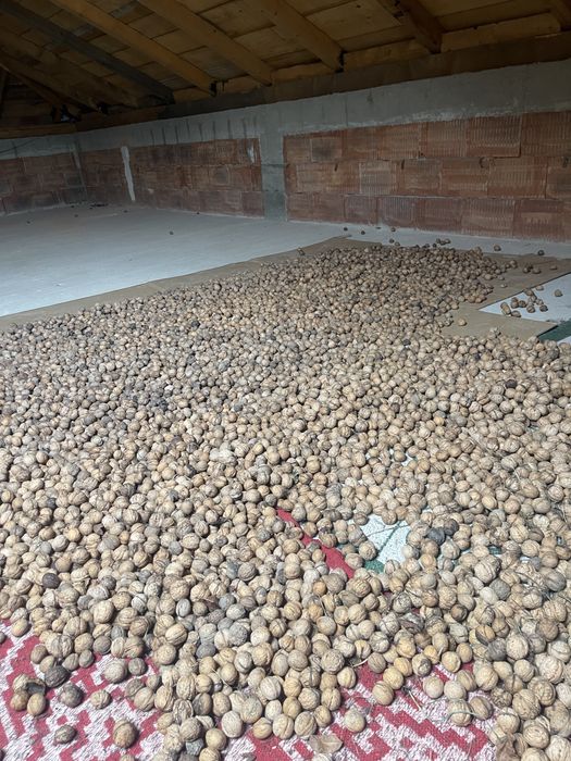 Nuci in coaja productie 2025