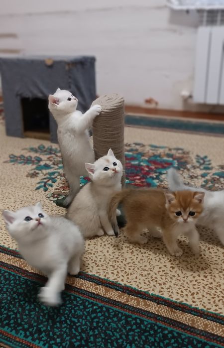 Продаётся Котята шиншилла