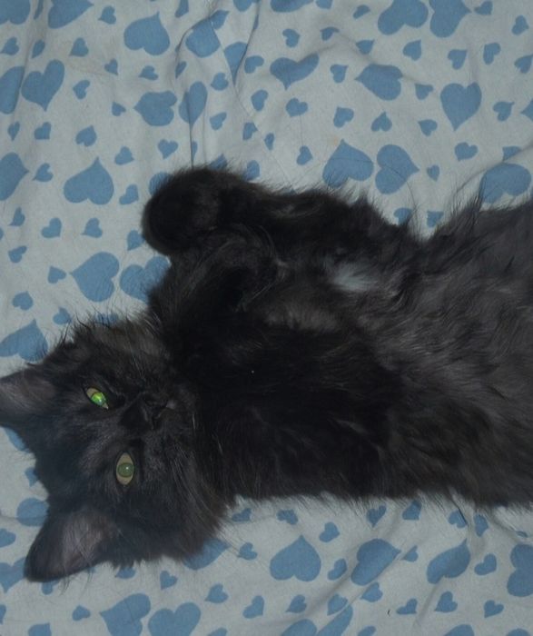 Красотка  чёрный бриллиант  7 мес девочка