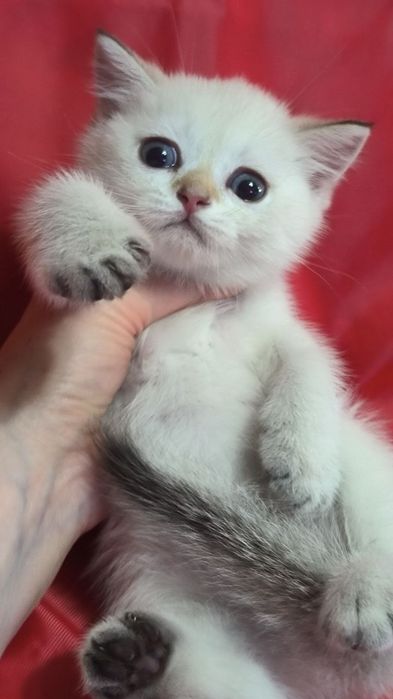Продам котят вислоушек