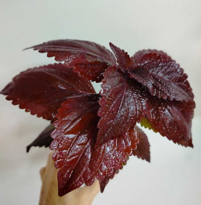 Комнатные цветы.