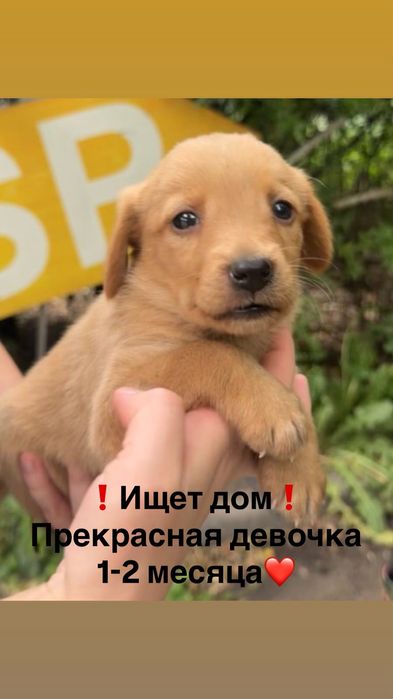 Отдадим бесплатно