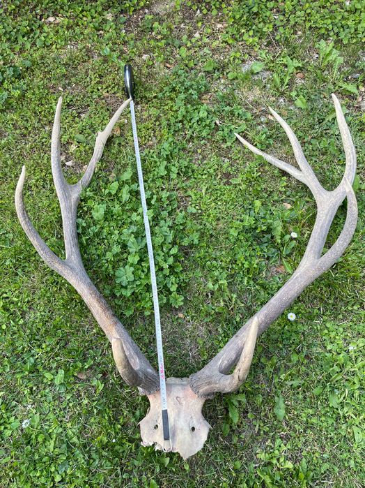 Рога от елен лопатар