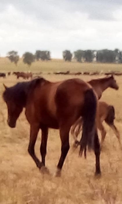 Семиз байталдар сатылады