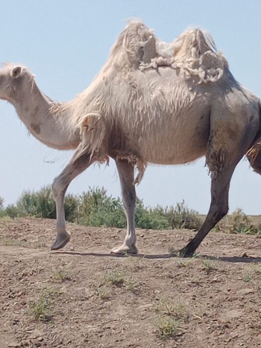 Мал сатылады.тай мен түйе