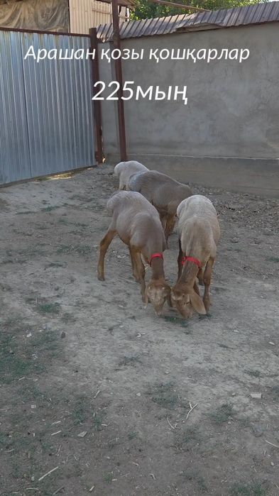 Арашан козы кошкарлар