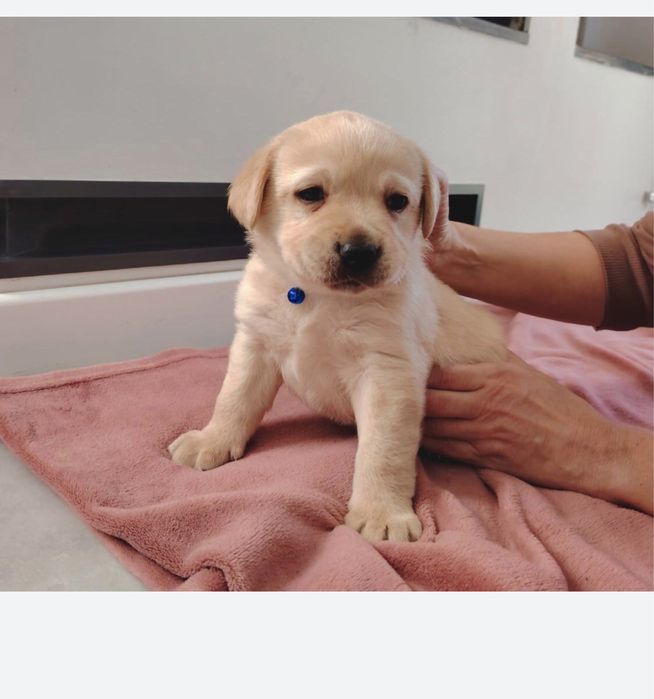 Pui Labrador Retriever cu Pedigree Tip A