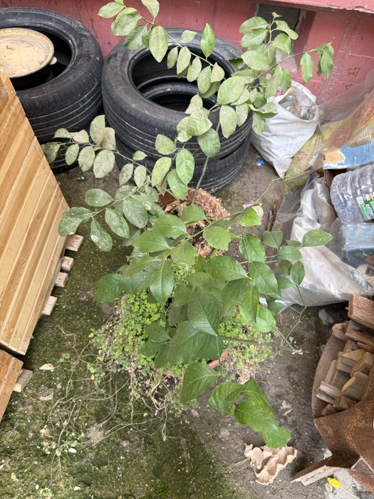 Кашпо из дерево (сосна+лиственница)