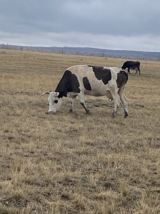 Продам корову продается корова