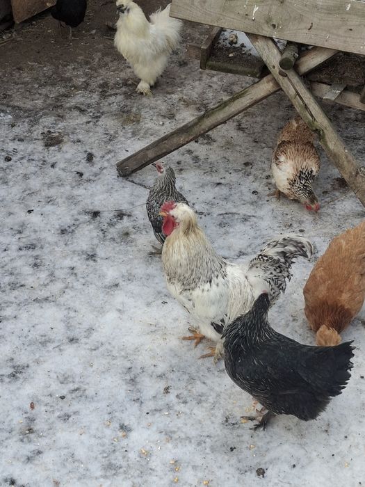 Vand 2 cocoși și 2 găinușe  corcite