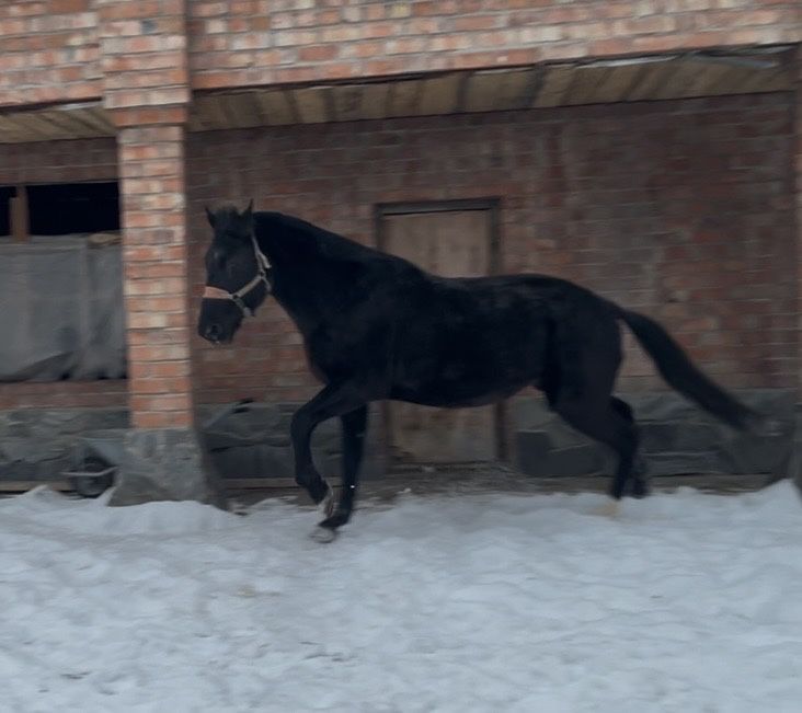 Конь француз, документы есть