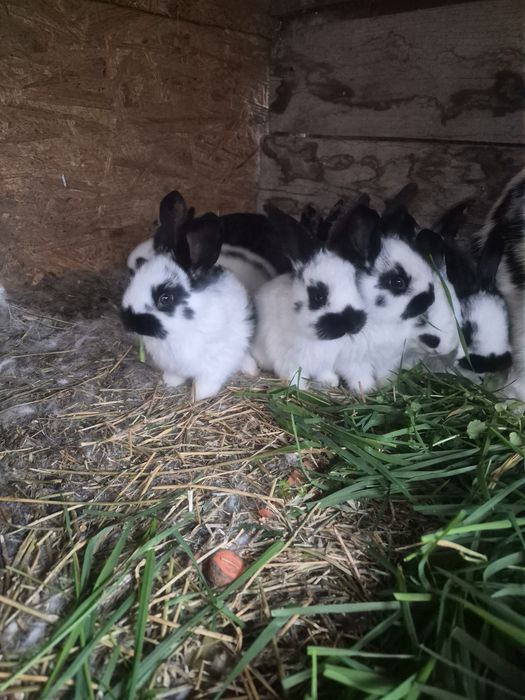 Iepurași   din rasa  Flutere german deosebit de  frumoși