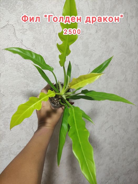 Распродажа растений