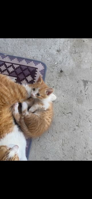 Отдам котят в хорошие руки