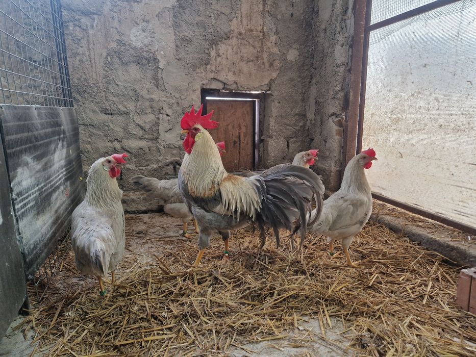 Oua de incubat Italiana gri perlat