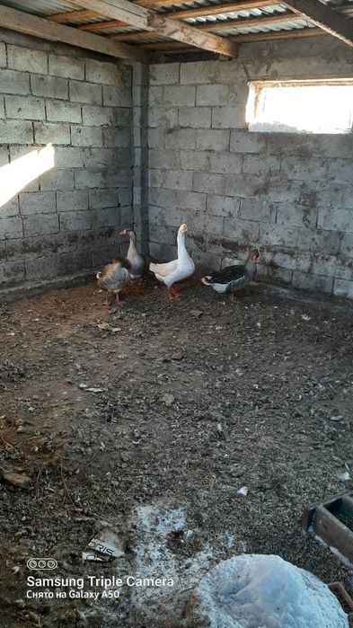 Продам домашних гусей на развод