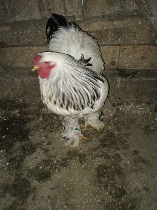 Vând cocoș brahma Columbia alb-negru