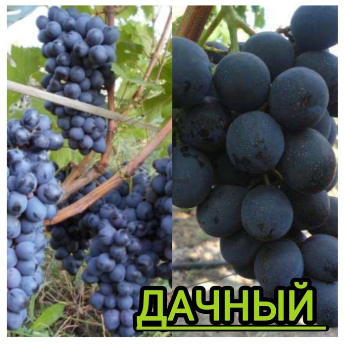 Жүзім көшеттері үш түр бар