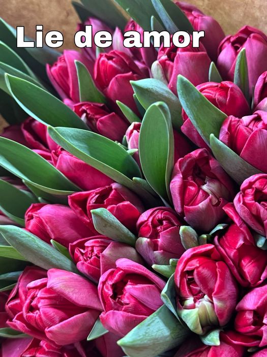 Тюльпаны Беларусь