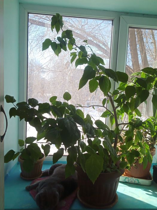 Цветы  на продажу, разные