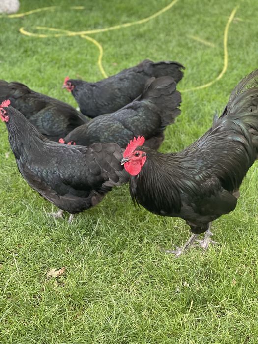 Australorp   Negru