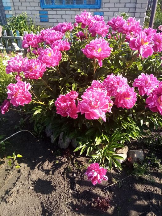 Дача в общещстве Ромашка