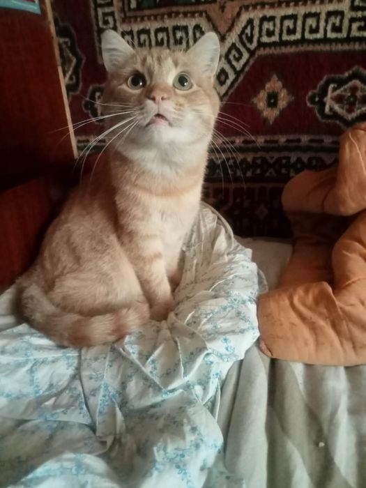Рыжий котик ищет семью