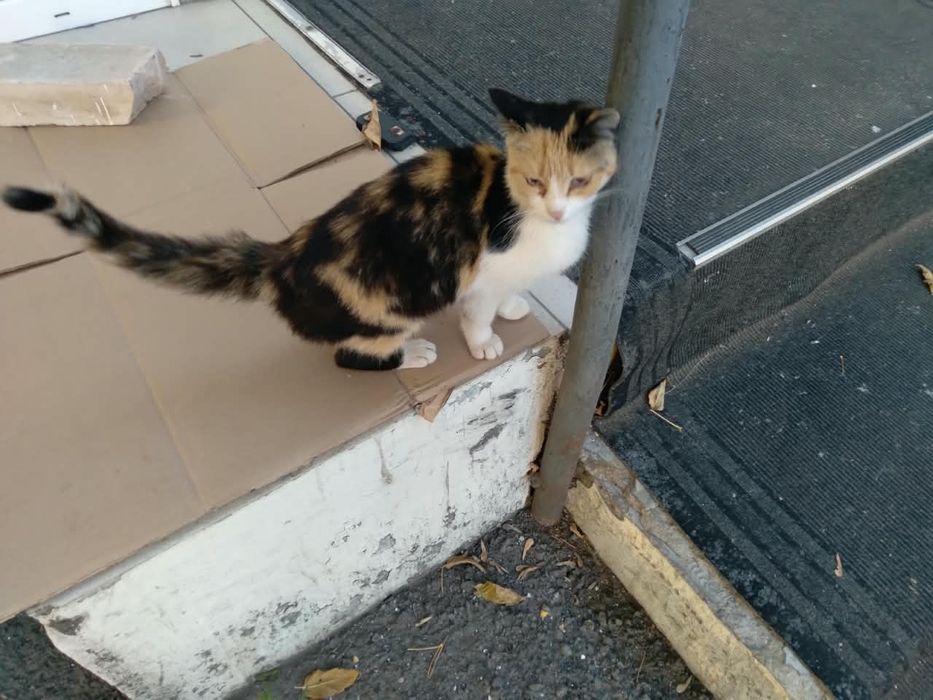 Кошка, возраст примерно 1 год