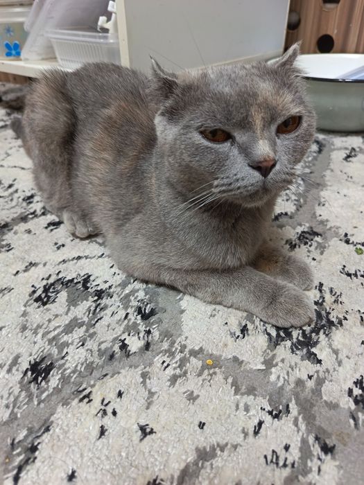 Scottish Fold  qizbola mushugi