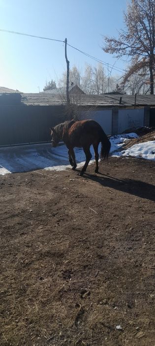 Ұзынағаш жаңақұрлыс