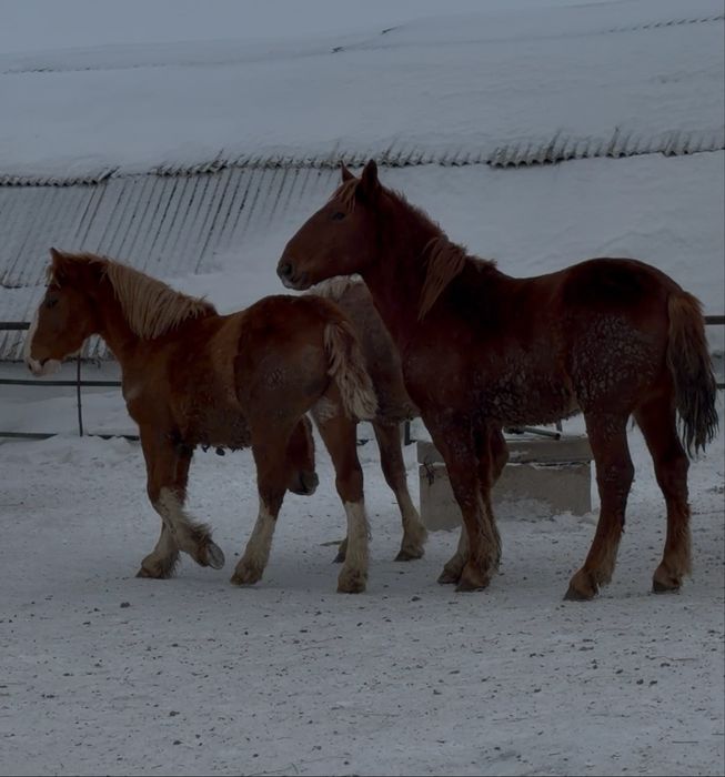 Жеребчики на племя
