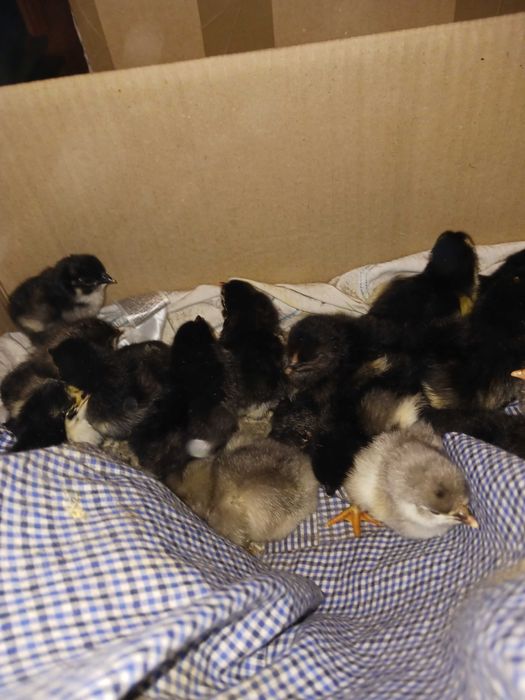 Vând pui de rasa australorp